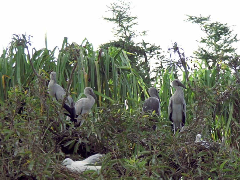 Trip to Mysore. Ranganatittu Bird Sanctuary. near Mysore. .