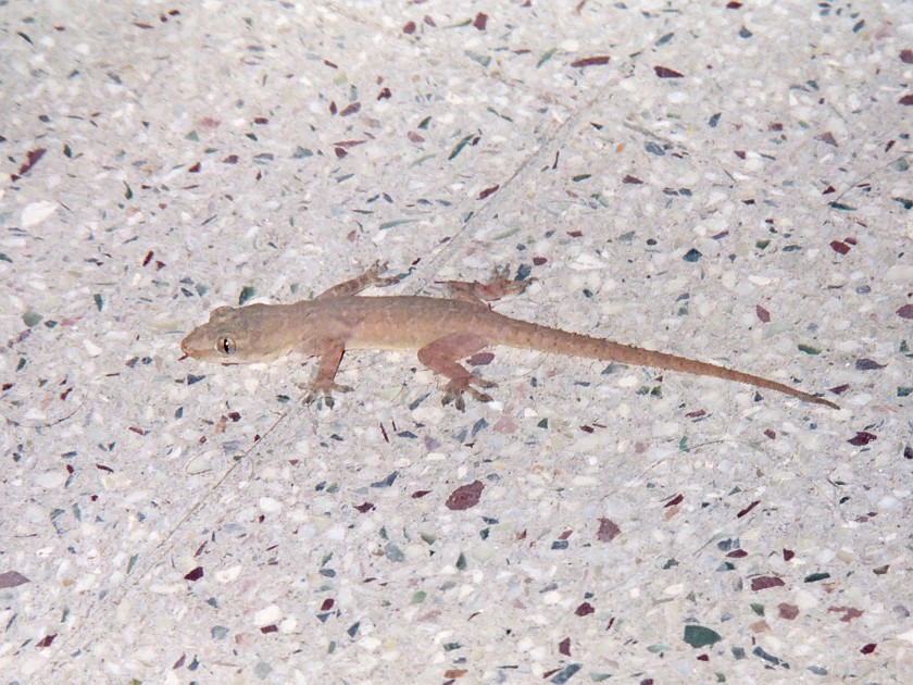 Trip to Sagar. Gecko. Sagar. .