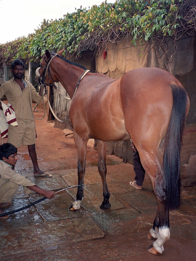 Bangalore Turf Club. Stables. Bangalore. .