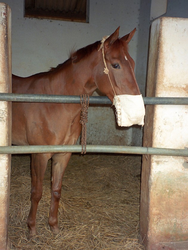Bangalore Turf Club. Stables. Bangalore. .