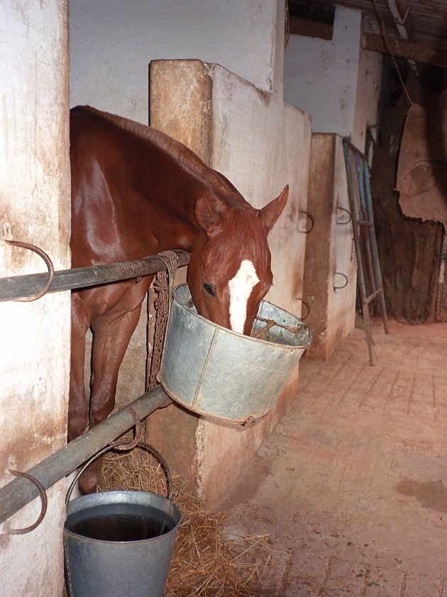 Bangalore Turf Club. Stables. Bangalore. .