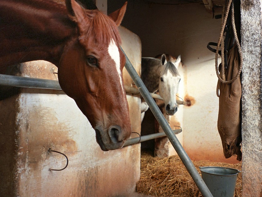 Bangalore Turf Club. Stables. Bangalore. .