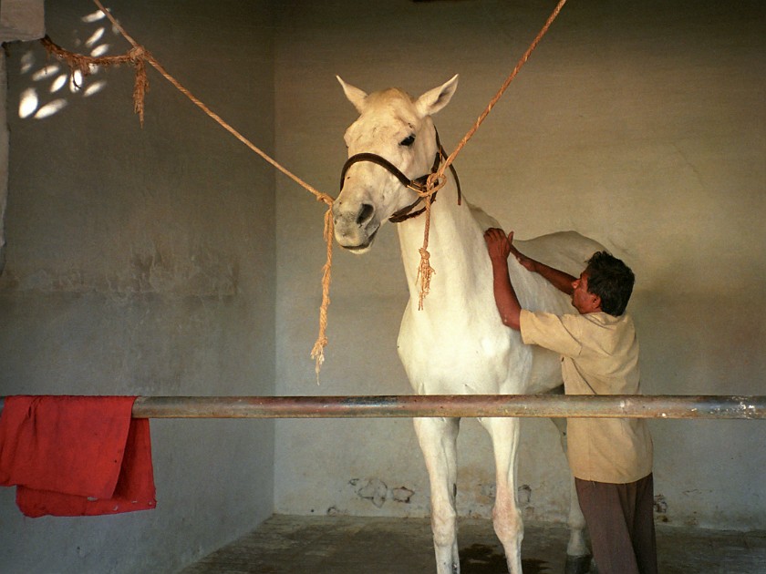 Bangalore Turf Club. Stables. Bangalore. .