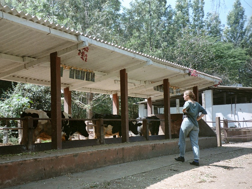 Trip to the Nilgiri Hills. Nilgiri Foothills. Masinagudi. .