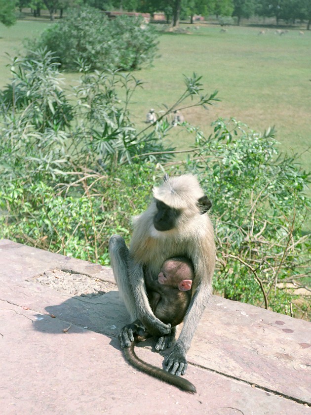 Trip to Agra. Agra. Agra. .