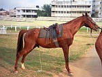 INDI363