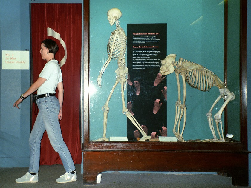 Chicago. Field Museum. Chicago. .