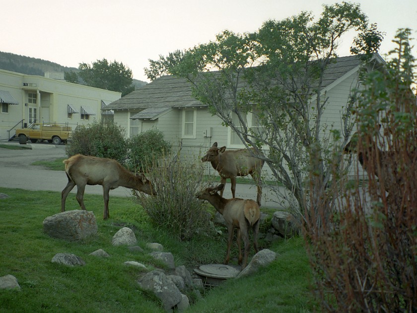 Yellow Stone National Park. Mammoth Hot Springs. Yellow Stone National Park. .