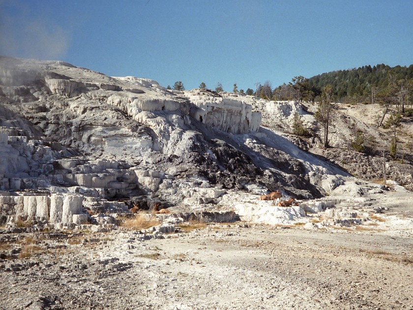 Yellow Stone National Park. Mammoth Hot Springs. Yellow Stone National Park. .