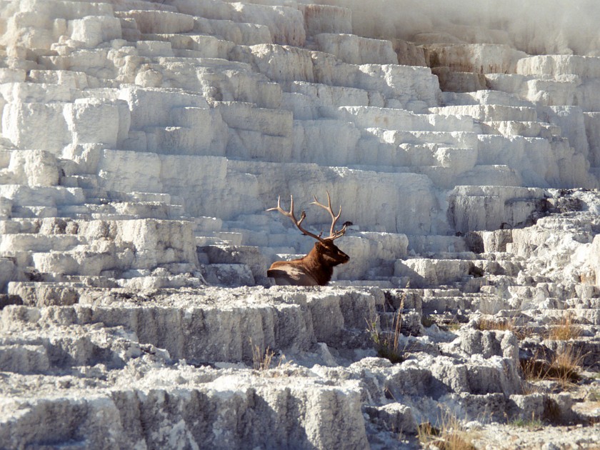 Yellow Stone National Park. Mammoth Hot Springs. Yellow Stone National Park. .
