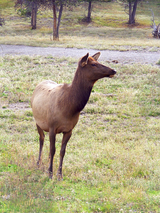 Yellow Stone National Park. Upper Geyser Basin. Yellow Stone National Park. .