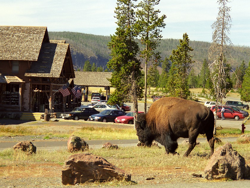 Yellow Stone National Park. Upper Geyser Basin. Yellow Stone National Park. .