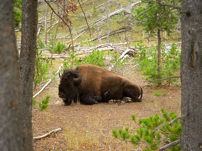 Yellow Stone National Park. Upper Geyser Basin. Yellow Stone National Park. .