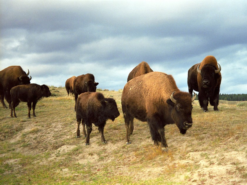 Yellow Stone National Park. Hayden Valley. Yellow Stone National Park. .
