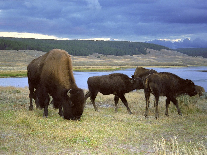 Yellow Stone National Park. Hayden Valley. Yellow Stone National Park. .