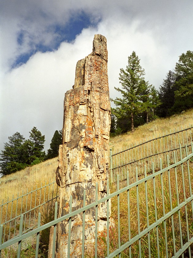 Yellow Stone National Park. Petrified Tree on Specimen Ridge. Yellow Stone National Park. .
