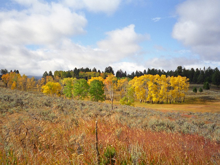 Yellow Stone National Park. Specimen Ridge. Yellow Stone National Park. .