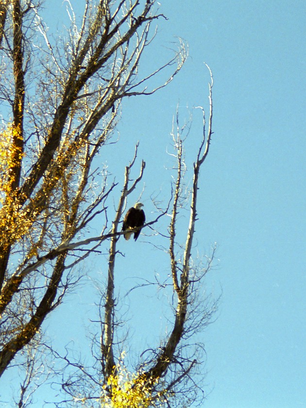 Grand Teton National Park. Whitehead Eagle. Grand Teton National Park. .