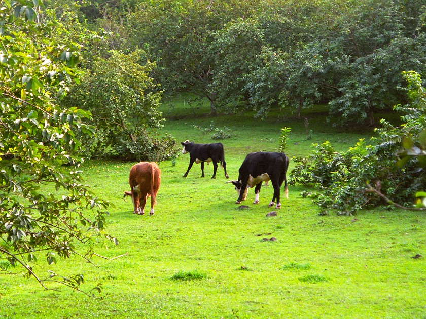 The South of Maui. Cattle. near Hana. .