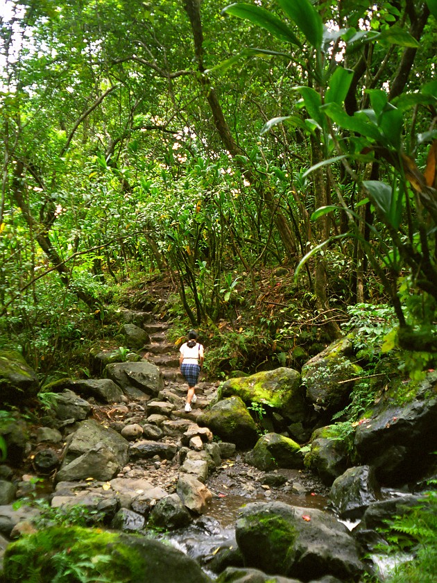 The South of Maui. Hana Forest Reserve. near Hana. .