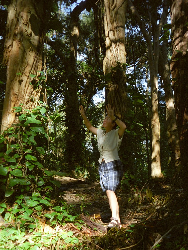 The South of Maui. Hana Forest Reserve. near Hana. .