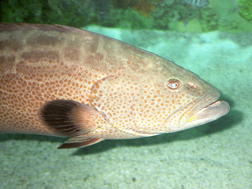 Sea World. Fish. near Cleveland. .