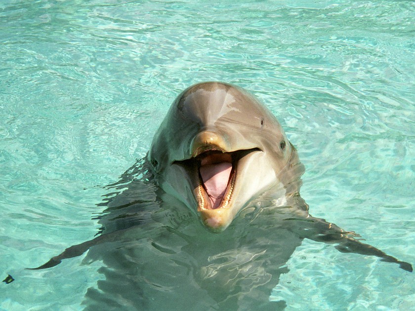 Sea World. Dolphin. near Cleveland. .