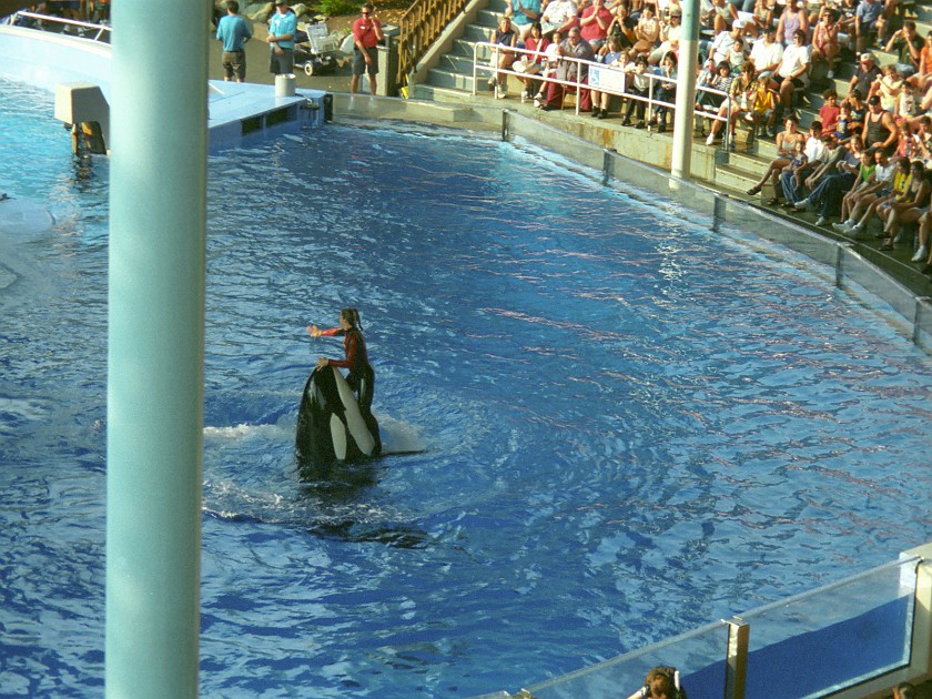 Sea World. Orca Show. near Cleveland. .