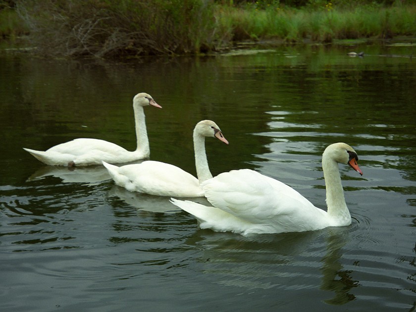Canoeing on the Huron River. Swans. near Milford. .