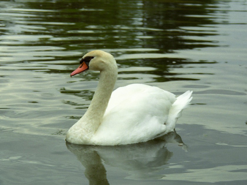 Canoeing on the Huron River. Swan. near Milford. .