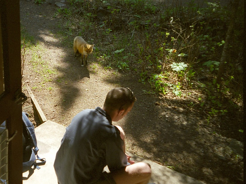 Fox. Fox. Isle Royale National Park. .