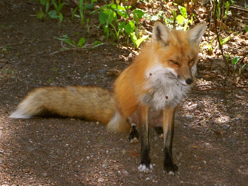 Fox. Fox. Isle Royale National Park. .