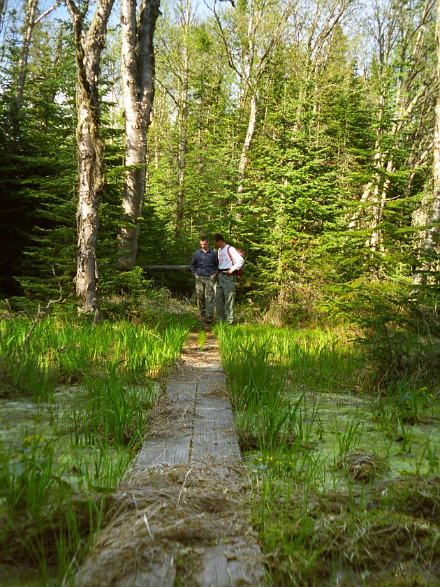 A Day of Hiking in the Park. Swamp Trail. Isle Royale National Park. .