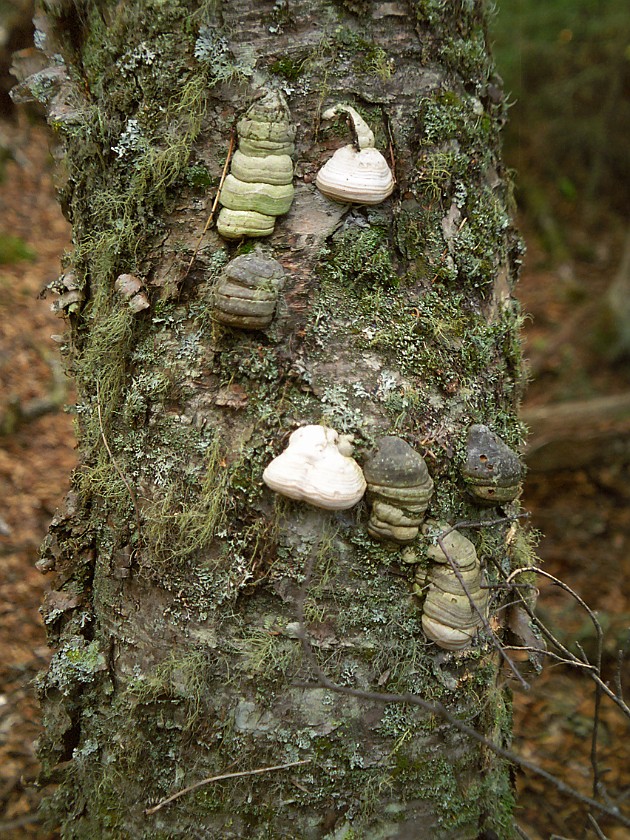 A Day of Hiking in the Park. Swamp Trail. Isle Royale National Park. .