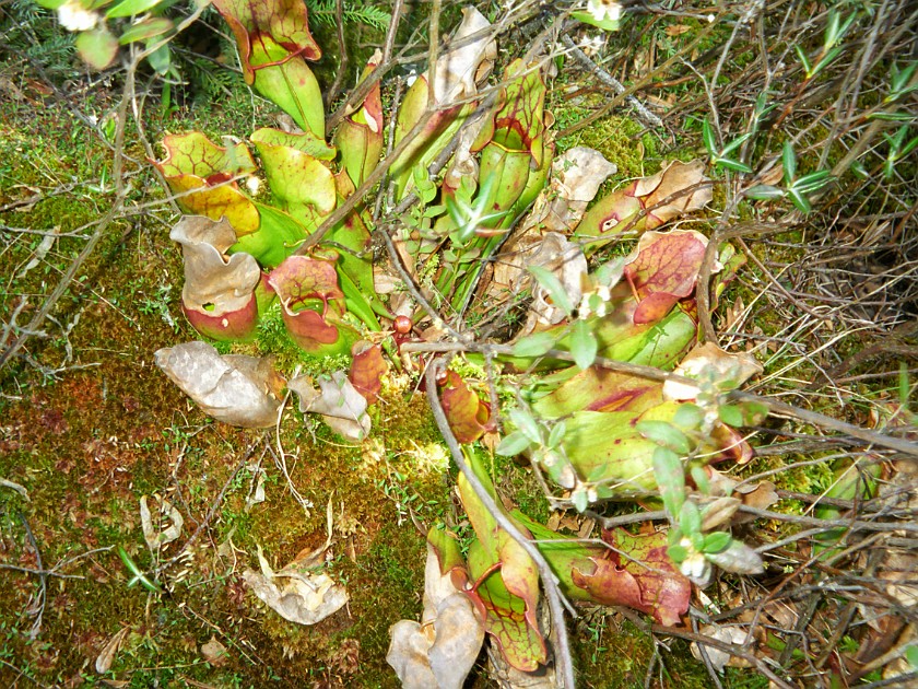 A Day of Hiking in the Park. Swamp Trail. Isle Royale National Park. .