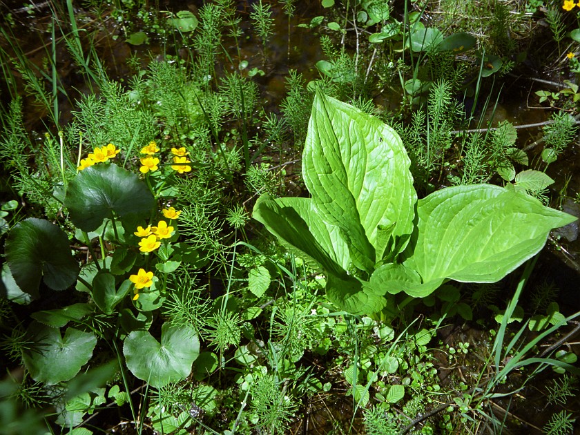 A Day of Hiking in the Park. Swamp Trail. Isle Royale National Park. .