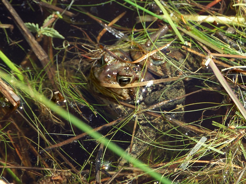 A Day of Hiking in the Park. Frogs. Isle Royale National Park. .