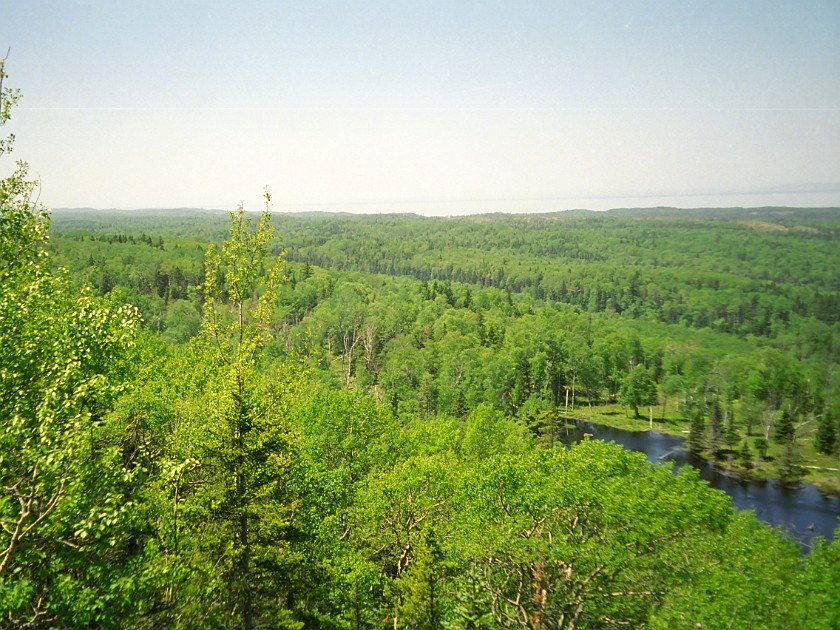 Forest. Isle Royale. Isle Royale National Park. .