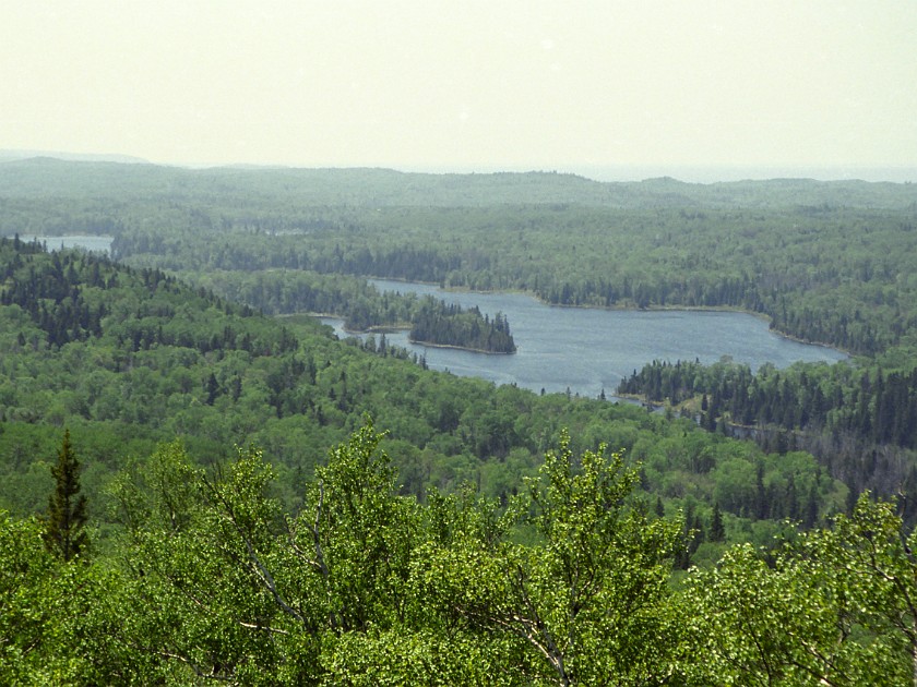 Forest. Isle Royale. Isle Royale National Park. .