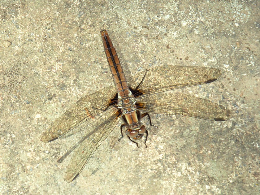 A Day of Hiking in the Park. Dragon Fly. Isle Royale National Park. .