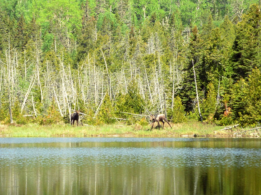 Another Day of Hiking. Moose. Isle Royale National Park. .
