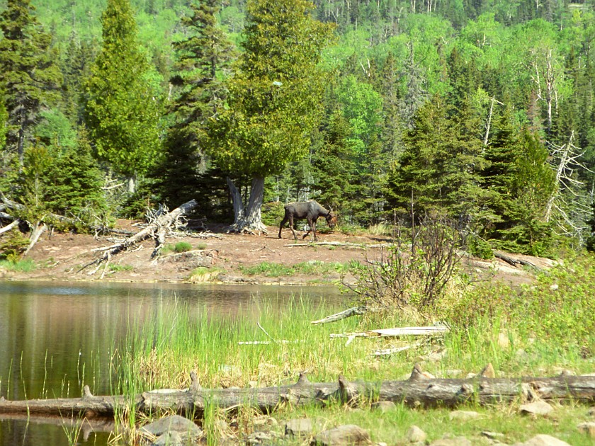Another Day of Hiking. Moose. Isle Royale National Park. .