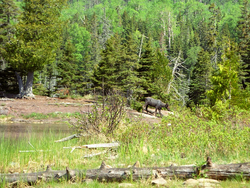 Another Day of Hiking. Moose. Isle Royale National Park. .