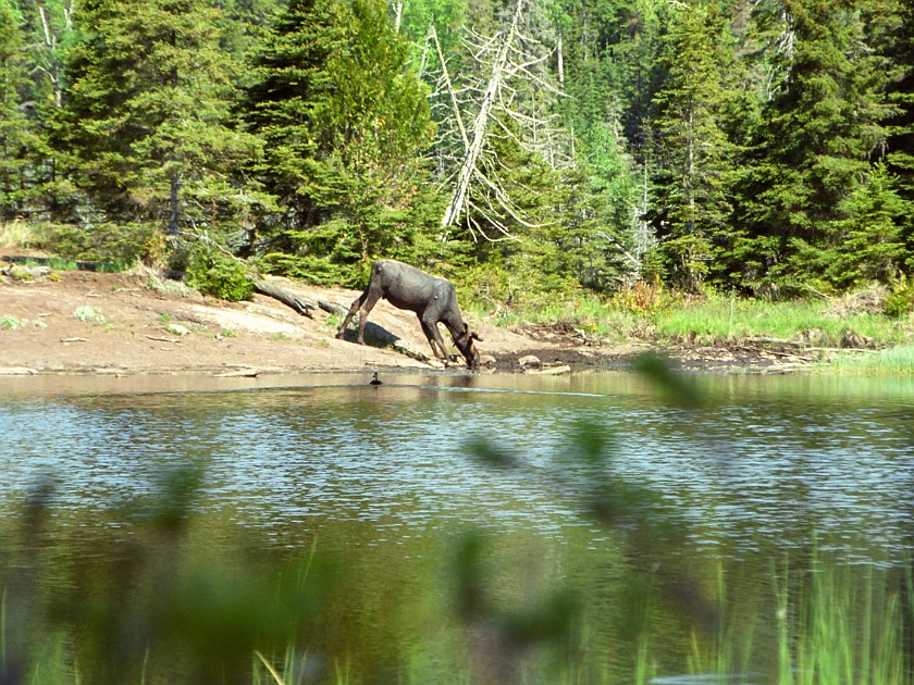Another Day of Hiking. Moose. Isle Royale National Park. .