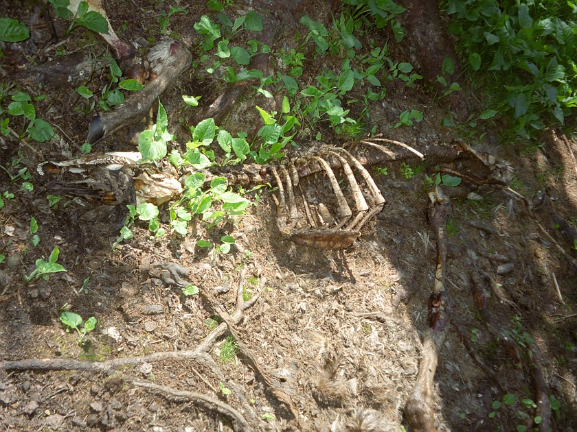 Another Day of Hiking. Killed Moose Calf. Isle Royale National Park. .