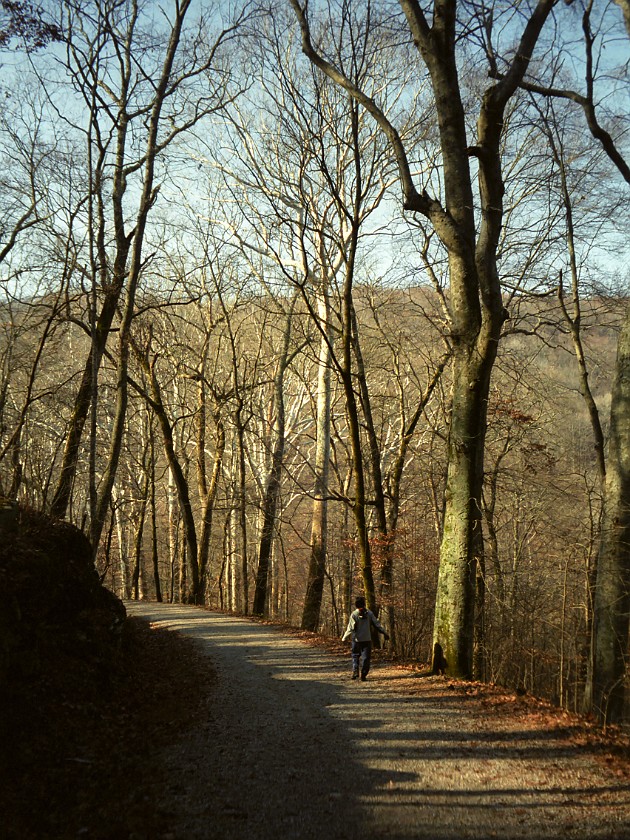 The Woods of the National Park. Forest. Mammoth Cave National Park. .
