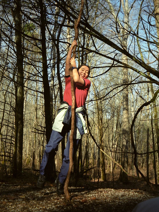 The Woods of the National Park. Hanging on a Branch. Mammoth Cave National Park. .
