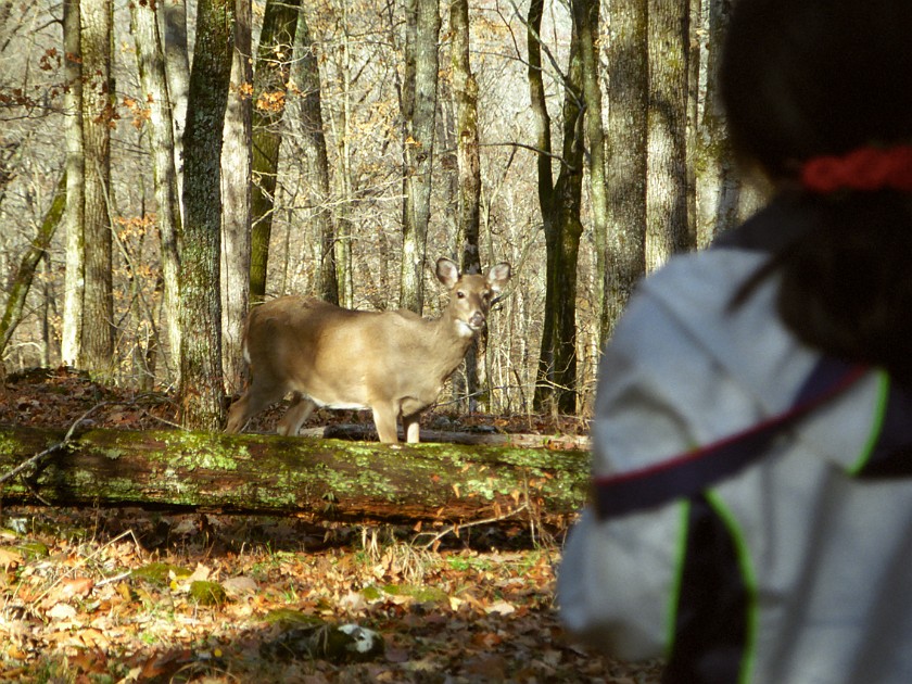 The Woods of the National Park. Deer. Mammoth Cave National Park. .