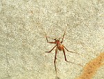 MACA023