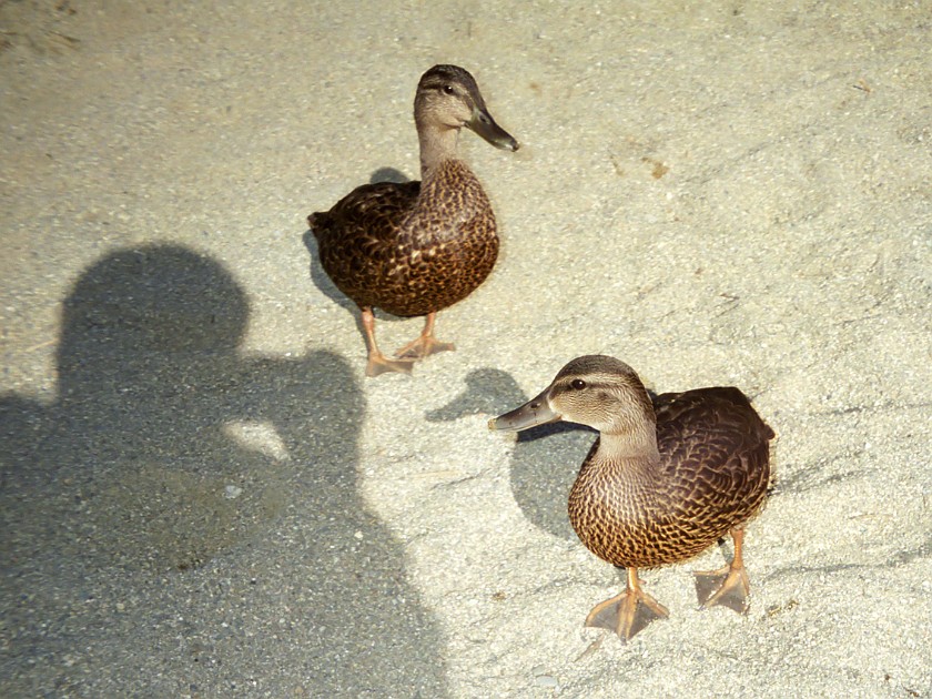 Bar Harbor and Surroundings. Ducks. Bar Harbor. .